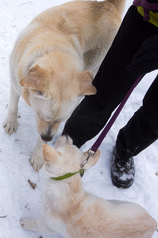 We met a baby Mountain Dog!