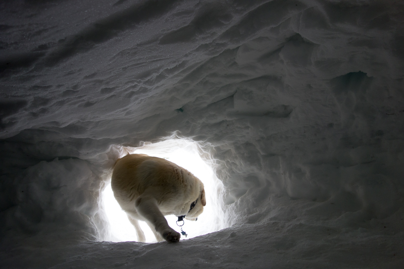 The Mountain Dog did not like the snow cave